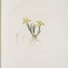 Iris arenaria