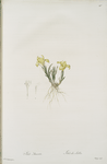 Iris arenaria