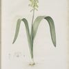 Lachenalia luteola