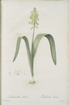 Lachenalia luteola