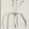 Scilla amoena