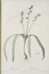 Scilla amoena