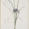 Iris graminea