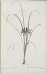 Iris graminea