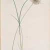 Allium longispathum
