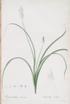 Hyacinthus romanus