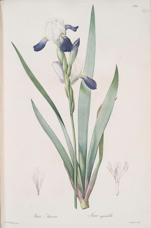 Iris amoena - NYPL Digital Collections