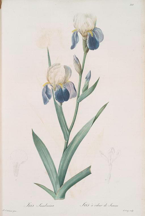 Iris sambucina - NYPL Digital Collections