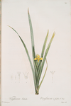 Iris curtopetala