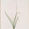 Allium cernuum