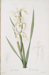 Iris ochroleuca