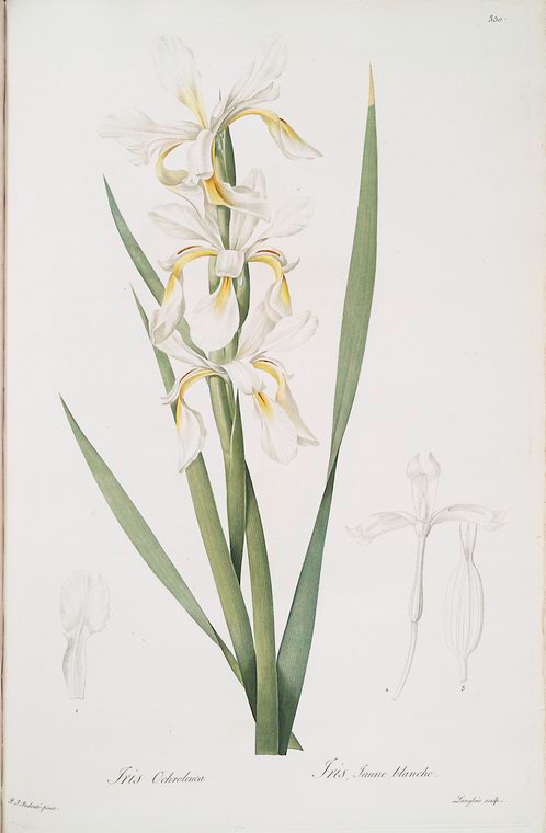 Iris ochroleuca - NYPL Digital Collections