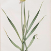 Allium obliquum