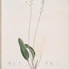 Eriospermum lanceaefolium