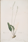 Eriospermum lanceaefolium