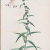 Lilium tigrinum