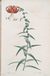 Lilium tigrinum