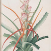 Bromella pinguin