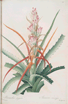Bromella pinguin