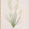 Anthericum annum