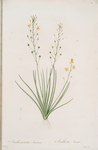 Anthericum annum