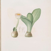 Hæmanthus albiflos ; Hemanthe à fleurs blanches