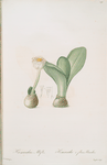Hæmanthus albiflos ; Hemanthe à fleurs blanches