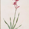 Gladiolus strictiflorus