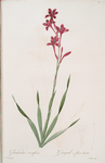 Gladiolus strictiflorus