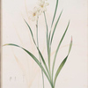Gladiolus lineatus