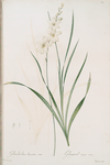 Gladiolus lineatus