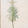 Yucca aloifolia