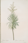 Yucca aloifolia