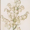 Yucca aloifolia