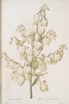 Yucca aloifolia