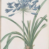 Agapanthus umbellatus