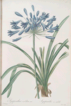 Agapanthus umbellatus