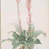 Neottia speciosa