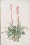 Neottia speciosa