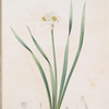 Narcissus biflorus