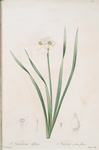 Narcissus biflorus