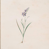 Ixia secunda