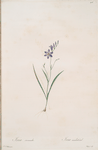 Ixia secunda