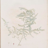 Asparagus pectinatus