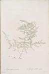 Asparagus pectinatus
