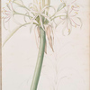 Crinum taitense