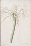 Crinum taitense