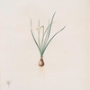 Narcissus pumilus