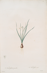 Narcissus pumilus