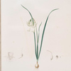 Narcissus calathinus